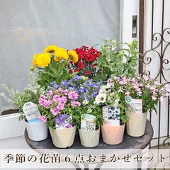 季節の花苗6点おまかせセット おしゃれ かわいい 赤 ピンク ホワイト ブルー ガーデニング プレゼント ギフト