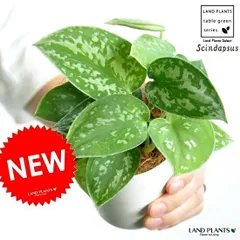 (専用商品)スキンダプサス　セット C3 専用商品)スキンダプサス セット C3 - メルカリ