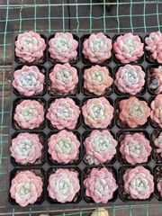 抜き苗 ソウカ単頭 MY43×40株 ふっくら 多肉植物 エケベリア サボテン 韓国苗 新入荷