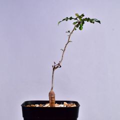 3RD 実生 オペルクリカリア・デカリー Operculicarya decaryi コーデックス 塊根植物 プレステラ90 オペルクリカリアデカリー