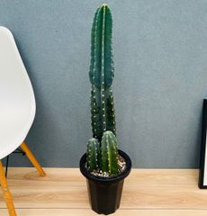 在庫］柱サボテン 鬼面角 ブランチ 6号 観葉植物 室内 大型