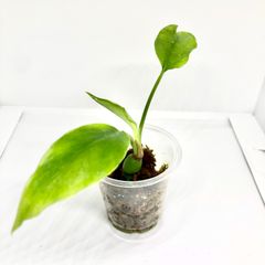 《発根済み》　ヒメモンステラ　トップカット 幼苗　抜き苗