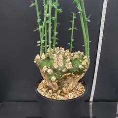 2025年最新】アデニア グロボーサの人気アイテム - メルカリ