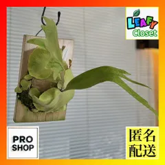P.Willinckii cv Mutant ウイリンキー選抜固体 2株付希少株