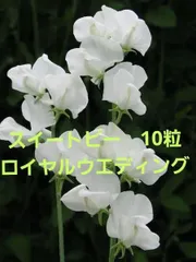 2025年最新】スイートピー 種の人気アイテム - メルカリ