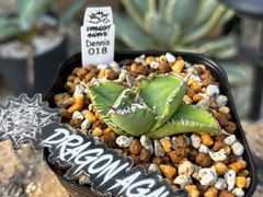 アガベ　チタノタ　麻花 Agave titanota '麻花龍' 栽培記録の紹介 – ゆるぷ