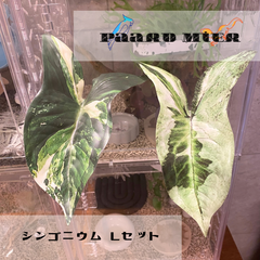シンゴニウム🌱Lセット  レイアウトリーフ