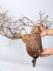 2025年最新】オペルクリカリア パキプス ベアルートの人気アイテム