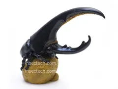 【動物の惑星】ヘラクレスオオカブト（黒翅）フィギュア