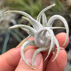 芸術的くねり＊ トリコームふっかふか＊ 基部ふっくら＊ チランジア ミトラエンシス トゥレンシス (トゥーレンシス) Tillandsia mitlaensis var. tulensis＊エアプランツ＠フラワーショップ江口