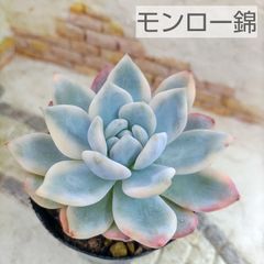 多肉植物のお店 リッシュ - メルカリShops 多肉植物のお店 リッシュ - メルカリShops