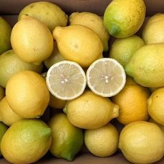 国産レモン  3kg　福岡県産　わけあり　土づくり農薬除草剤不使用 べジップル