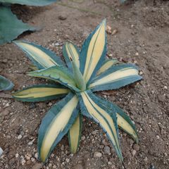アガベ　アメリカーナ　メディオピクタ　ゴールド　AGAVE