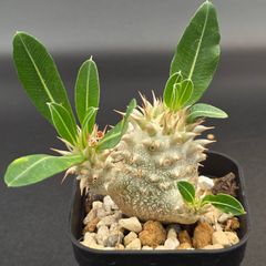 アガベ チタノタ SAD 南アフリカダイヤモンド 鉢ごと配送 - メルカリ