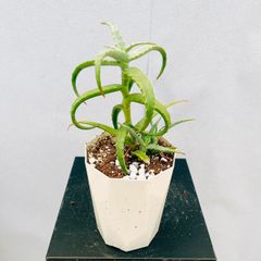 ［現品］【希少】A アロエアクティシマ　4号　観葉植物　レア　室内　屋外　おしゃれ　鉢　白　多肉植物　かわいい　珍しい