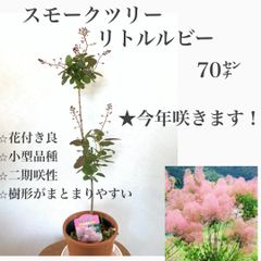 スモークツリー　リトルルビー　★70㌢　苗・苗木　★花付き良・二期咲性・小型品種・樹形がまとまりやすい　★ 花芽が付いておりますので、今年咲きます！★5/3撮影