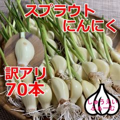 70本訳ありスプラウトにんにく発芽にんにく