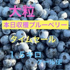 北海道産　ブルーベリー　1.5キロ　農薬、除草剤不使用のサムネイル