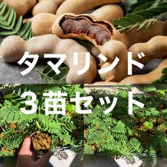 ⭐️⭐️ タマリンド苗3鉢⭐️⭐️ 3鉢3840円→3000円　タマリンドの苗木