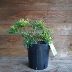 バンクシア　”バースデーキャンドル”　A　オージープランツ　現物発送