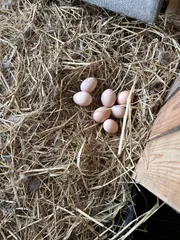 烏骨鶏の卵８個（ここ様限定）のサムネイル