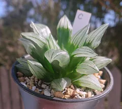 アトロフスカミュータント錦 　ハオルチア 多肉植物 多肉植物 ハオルチア アトロフスカミュータント錦 - メルカリ