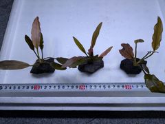 エキノドルス　メロン　水中溶岩石付き