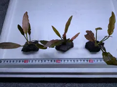 エキノドルス　メロン　水中溶岩石付きのサムネイル