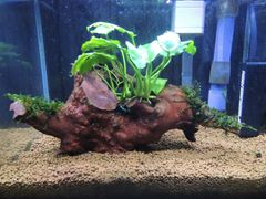297．【特選品】流木付き水草 アヌビアスナナ 南米ウィローモス