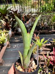 エクメア ムルフォーディ マルバ Aechmea mulfordii malva キンクマ