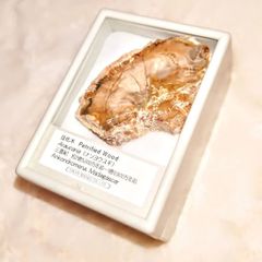 珪化木スライス（Petrified Wood）