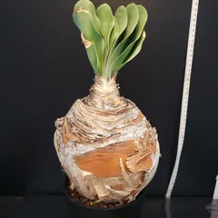 f*u様 オークション！ 特大 ブーファン ハエマンソイデス 現地株 現地球 塊 2025年最新】ハエマンソイデスの人気アイテム - メルカリ