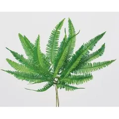 sale♬ 山シダ ライトパープル 1束 大地農園 sale♬ 山シダ ライトパープル 1束 大地農園