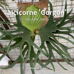 ヨシムラ植物商店 - メルカリShops
