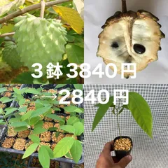2025年最新】アテモヤ 苗の人気アイテム - メルカリ