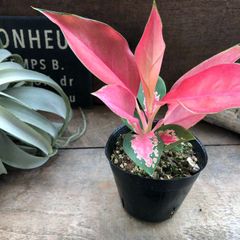 ポットごと　チャイナレッド♡アグラオネマ♡観葉植物♡インテリア