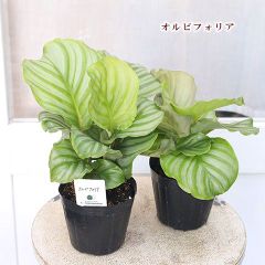 観葉植物 カラテア オルビフォリア 3.5号 人気 おしゃれ インテリアグリーン