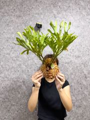 ▽Lecanopteris Spp balgooyi▽ C7 レカノプテリス バルゴイ