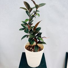 ［現品］36番　フィカス　メラニー　曲がり　5号　観葉植物　室内　人気　育てやすい　鉢受け皿付き　ゴムの木 T1
