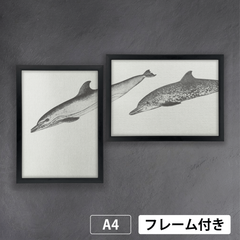 イルカ（マイルカ、マダライルカ）　1800年代　ニュージャージー州立博物館の年次報告書　生物多様性遺産図書館から　A4 荒い麻布の風合い アートポスター【フレーム付2枚セット】《AS》