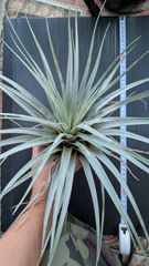 現品】チランジア ヒューストン コットンキャンディ 板付き ア5番