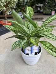 カラテア・ビタッタ　5号　観葉植物　インテリア　グリーン　可愛い　贈り物　ギフト　プレゼント