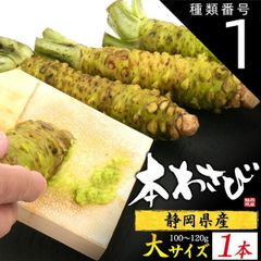種類1：1本 送料無料 本わさび [約100～120g] 静岡県産 本ワサビ wasabi 薬味 調味料 スパイス 国産 日本産