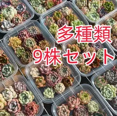 2025年最新】エケベリアセットの人気アイテム - メルカリ