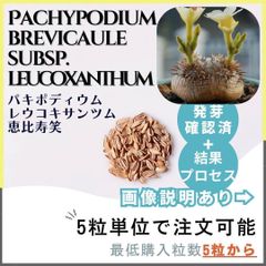 【種子】パキポディウム レウコキサンツム 恵比寿笑/セット割あり数量5粒からOK