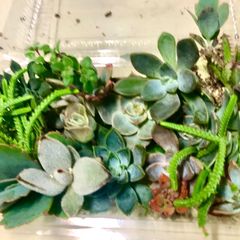 多肉植物　寄せ植え