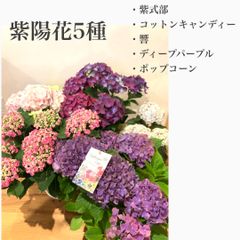 紫陽花鉢植え　5種類　・鈴木農園さんの紫式部・コットンキャンディー・ポップコーン・響・ディープパープル　　アジサイ　苗・苗木