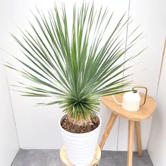 p*e様 ユッカロストラータ実生2株+サファイアスカイズ2株セット 現品］ユッカ ロストラータ サファイアスカイズ 7号 観葉植物