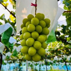 農園直送！朝どりシャインマスカット1kg以上　長野県産　全国送料無料！