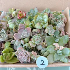 2  訳あり多肉植物セット